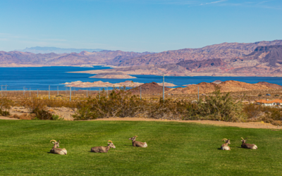 Boulder City ~ Fun in the Rural Sun